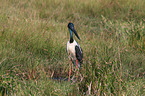 standing Black-necked stork