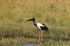 standing Black-necked stork