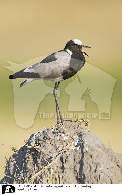 Waffenkiebitz / lapwing plover / HJ-03264