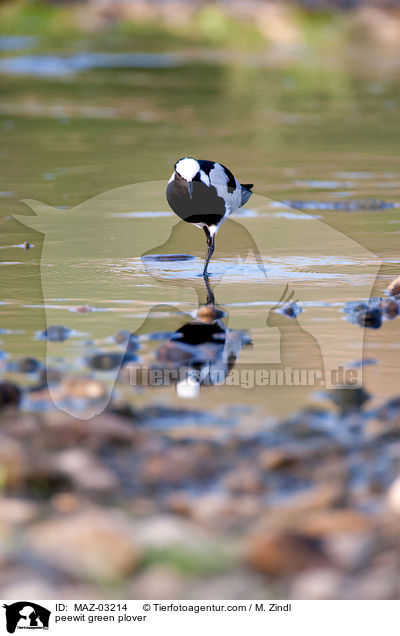 Waffenkiebitz / peewit green plover / MAZ-03214