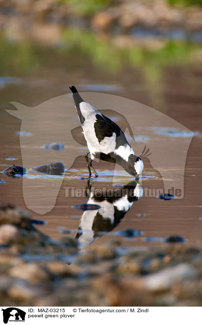 Waffenkiebitz / peewit green plover / MAZ-03215