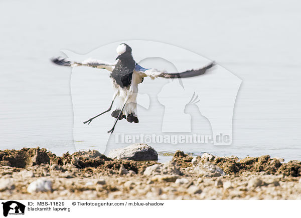 Waffenkiebitz / blacksmith lapwing / MBS-11829