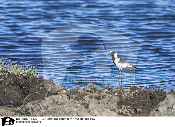 Waffenkiebitz / blacksmith lapwing / MBS-11830