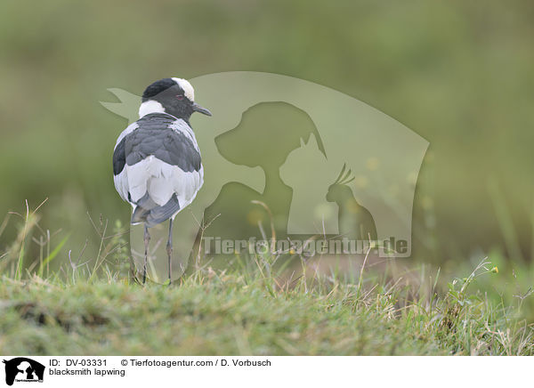 Waffenkiebitz / blacksmith lapwing / DV-03331