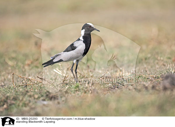 stehender  Waffenkiebitz / standing Blacksmith Lapwing / MBS-20293