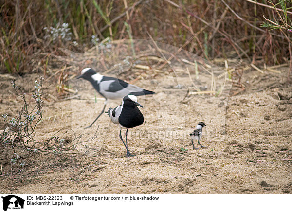 Waffenkiebitze / Blacksmith Lapwings / MBS-22323
