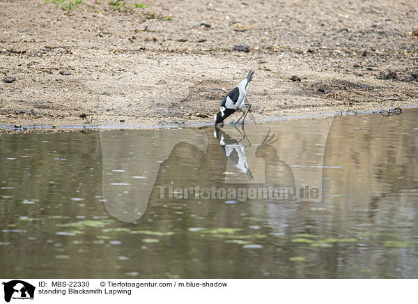 stehender Waffenkiebitz / standing Blacksmith Lapwing / MBS-22330