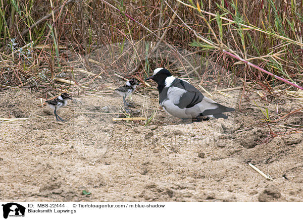 Waffenkiebitze / Blacksmith Lapwings / MBS-22444