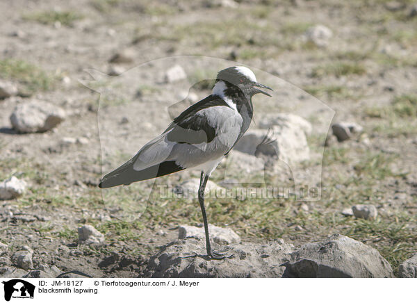 Waffenkiebitz / blacksmith lapwing / JM-18127