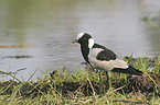 Blacksmith lapwing