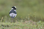 blacksmith lapwing