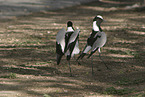 blacksmith lapwings