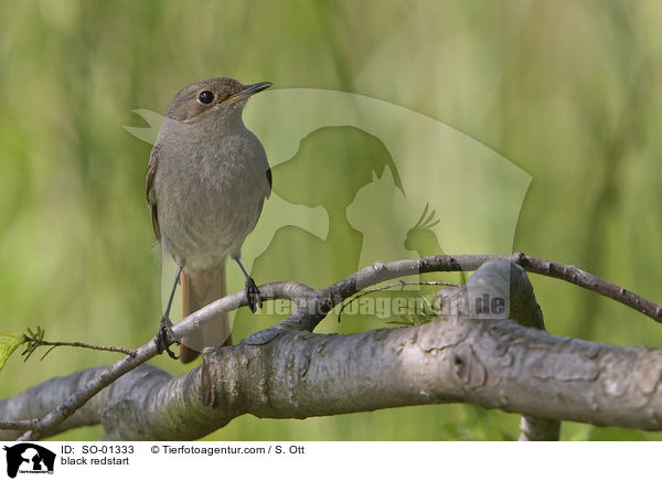 black redstart / SO-01333