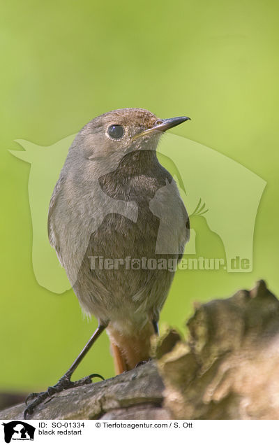 black redstart / SO-01334