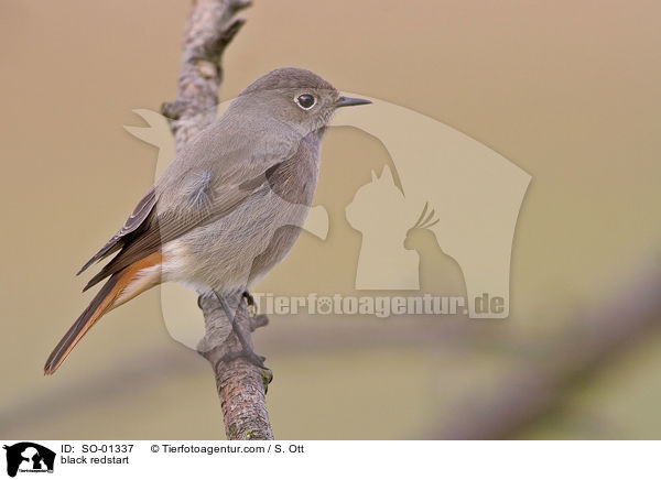 black redstart / SO-01337