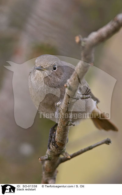 black redstart / SO-01338