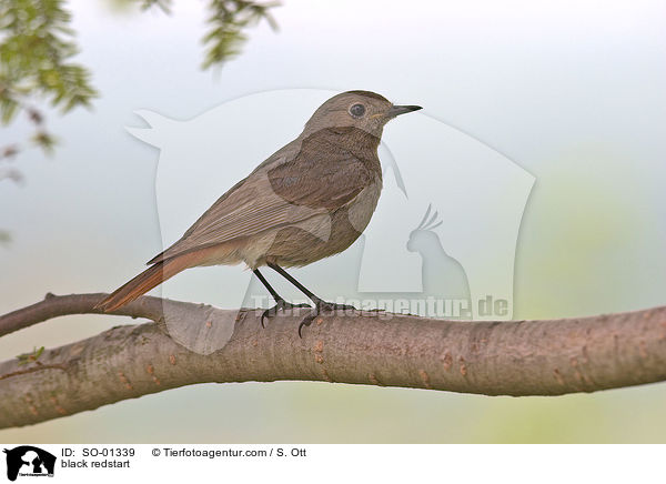 black redstart / SO-01339