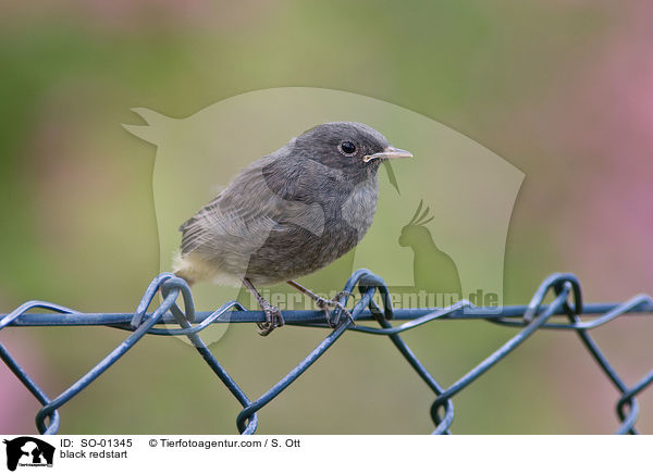 Hausrotschwanz / black redstart / SO-01345