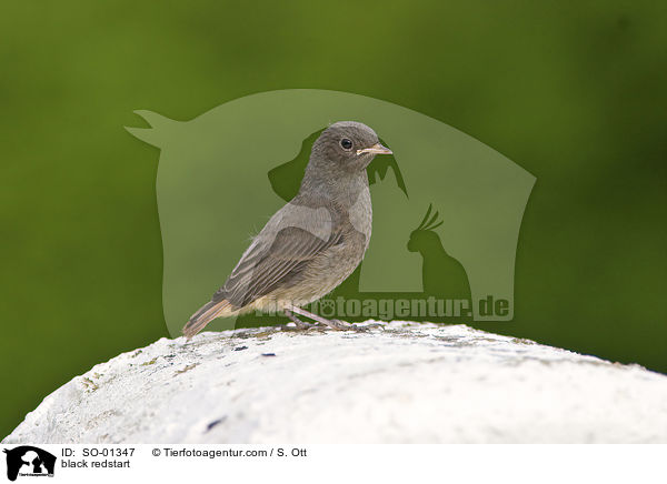 black redstart / SO-01347