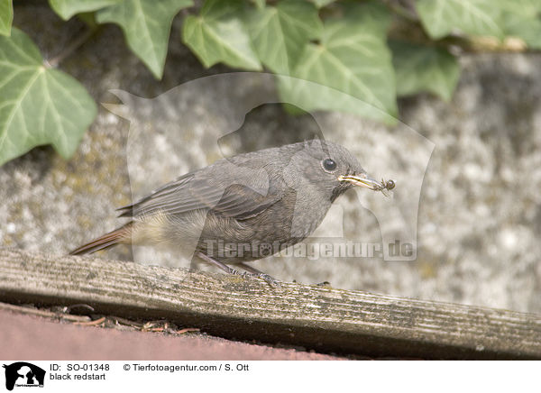black redstart / SO-01348