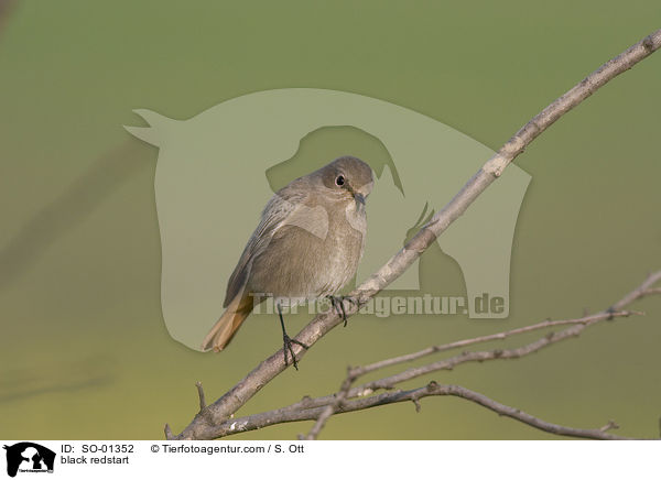 Hausrotschwanz / black redstart / SO-01352