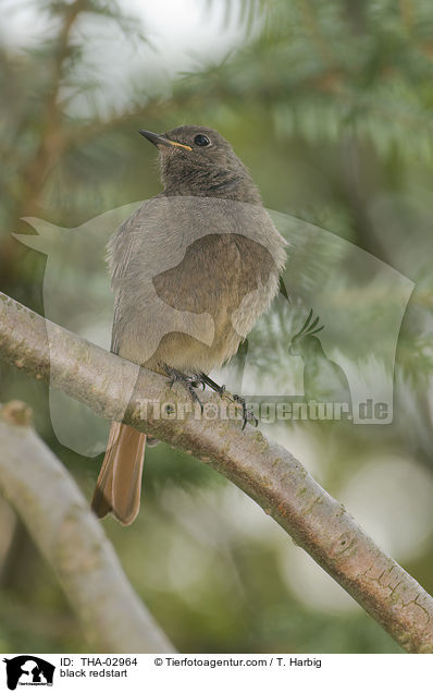 black redstart / THA-02964