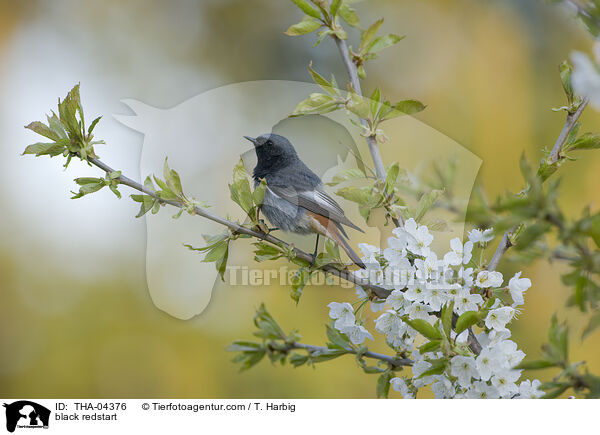 black redstart / THA-04376