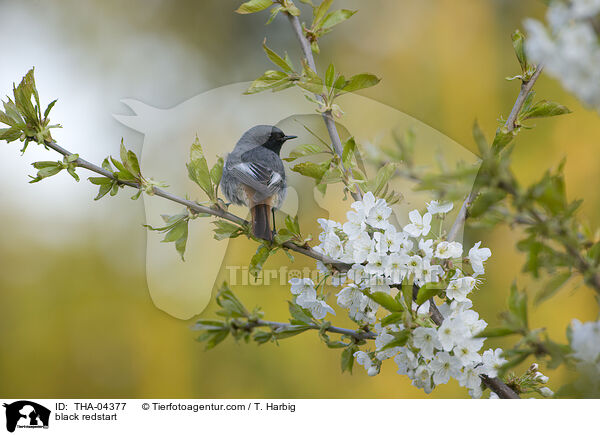 black redstart / THA-04377