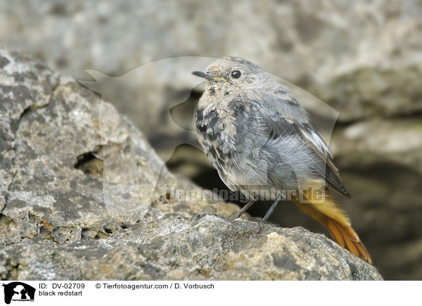 black redstart / DV-02709