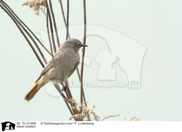 black redstart / FL-01908