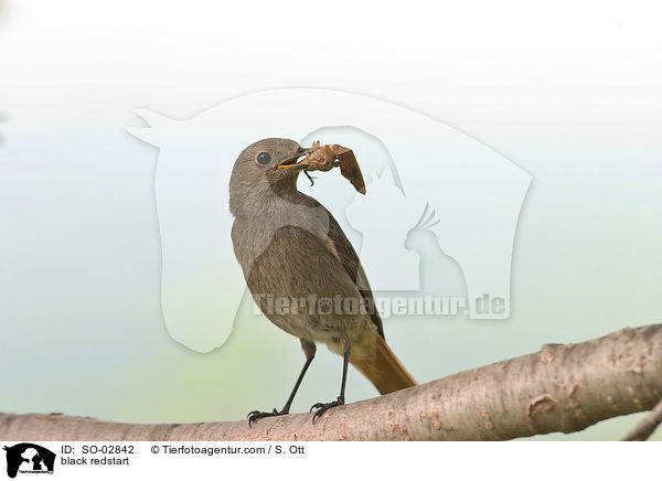black redstart / SO-02842