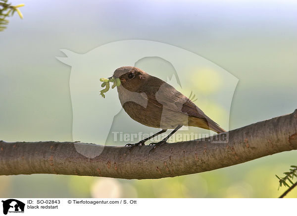 Hausrotschwanz / black redstart / SO-02843