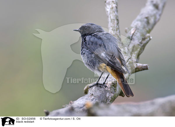 black redstart / SO-02856