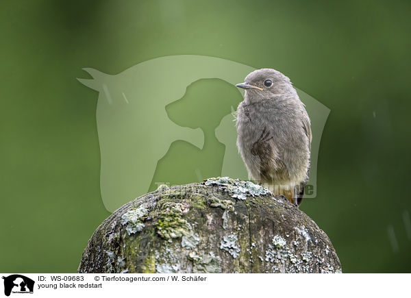 young black redstart / WS-09683