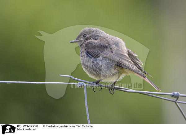 Hausrotschwanz / black redstart / WS-09920