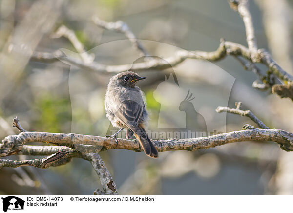 Hausrotschwanz / black redstart / DMS-14073