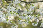 black redstart