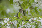 black redstart