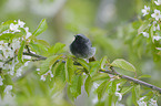 black redstart
