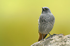 black redstart