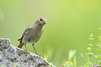 black redstart
