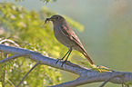 black redstart