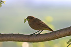 black redstart