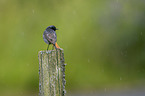 black redstart