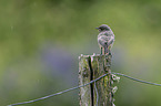 young black redstart
