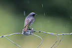 black redstart