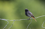 black redstart