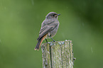 young black redstart
