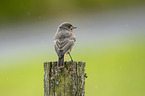 young black redstart