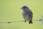 black redstart